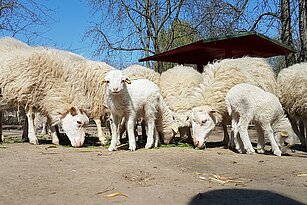 Eine Herde Schafe mit Jungtieren.