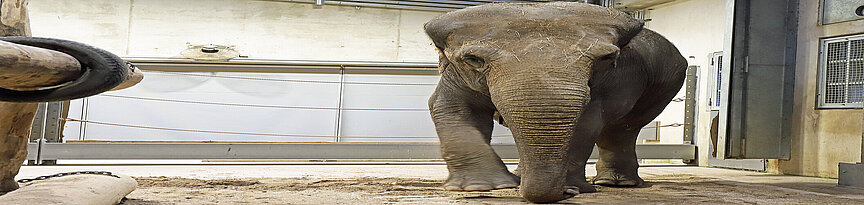 Elefantenkuh_Saida_im_neuen_Domizil_Zoo Karlsruhe angekommen
