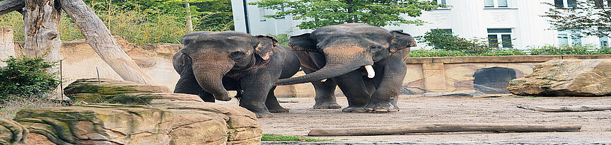 Zwei Elefanten auf der Außenanlage.