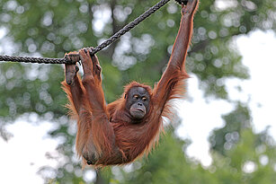 Sumatra-Orang-Utan hängt an einem Seil mit Händen und Füßen