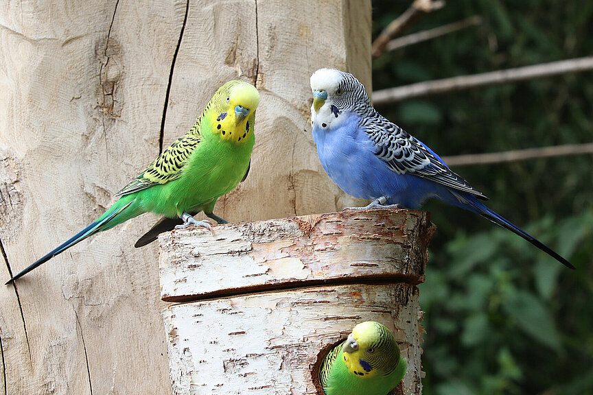 two Budgerigars 