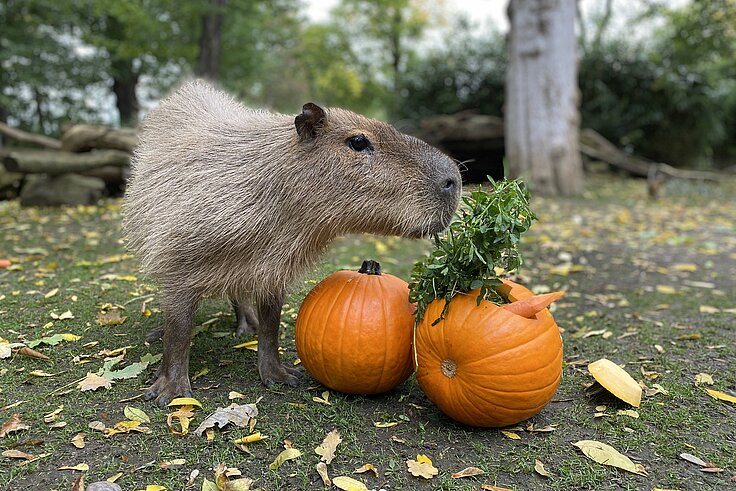 Capybara mit zwei Kürbissen