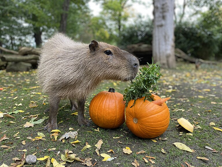 Capybara mit zwei Kürbissen