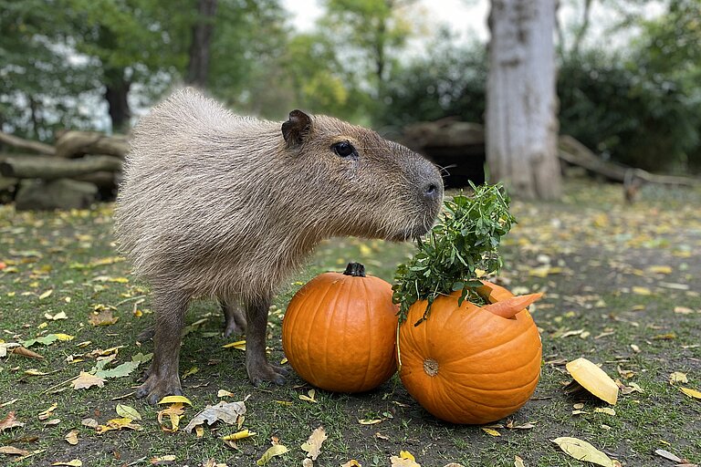 Capybara mit zwei Kürbissen
