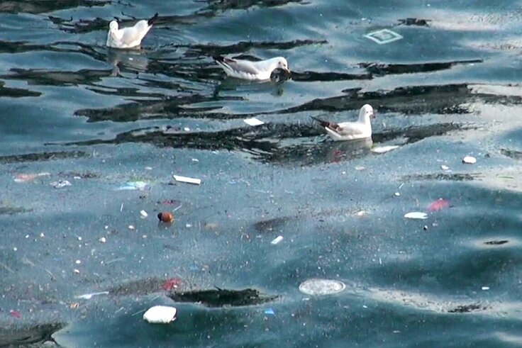 Seabirds swimming in plastic