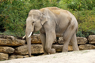 Asiatischer Elefantenbulle beim Gehen von der Seite