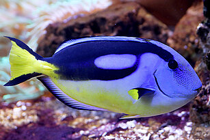 Paletten-Doktorfisch von der Seite im Aquarium