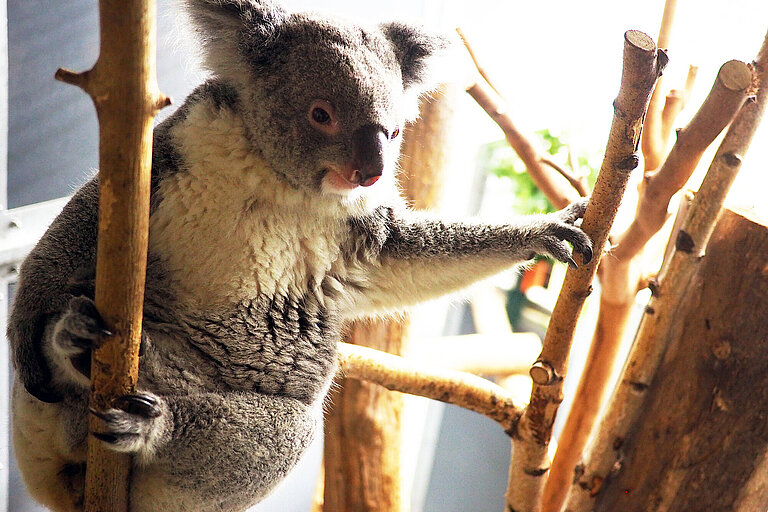 Koala in einer Astgabel.