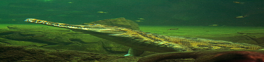 Sunda-Gavial steht komplett unter Wasser auf dem Boden