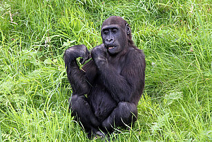 young Western lowland gorilla in Pongoland