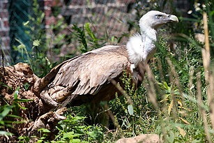 Griffon vulture 