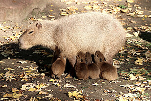 Capybara-Jungtiere trinken Milch bei der Mutter