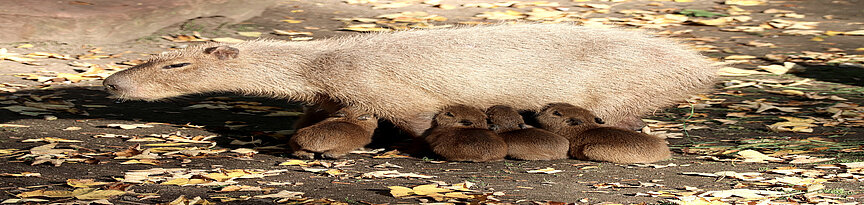 Capybara-Jungtiere trinken Milch bei der Mutter