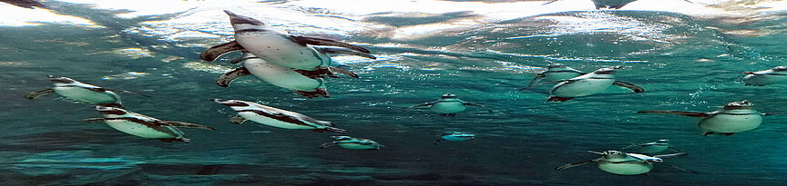 Pinguinschwarm beim Schwimmen