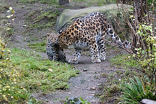 Amurleopardin Mia schmust mit Tochter Manju auf der Außenanlage