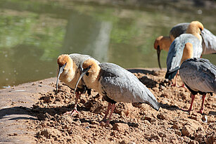 5 Black-faced ibis