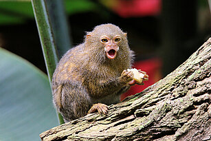 Eastern pygmy marmoset eating