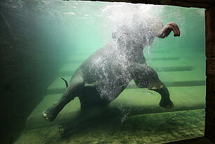 Elefantenbaden mit Unterwassereinblick