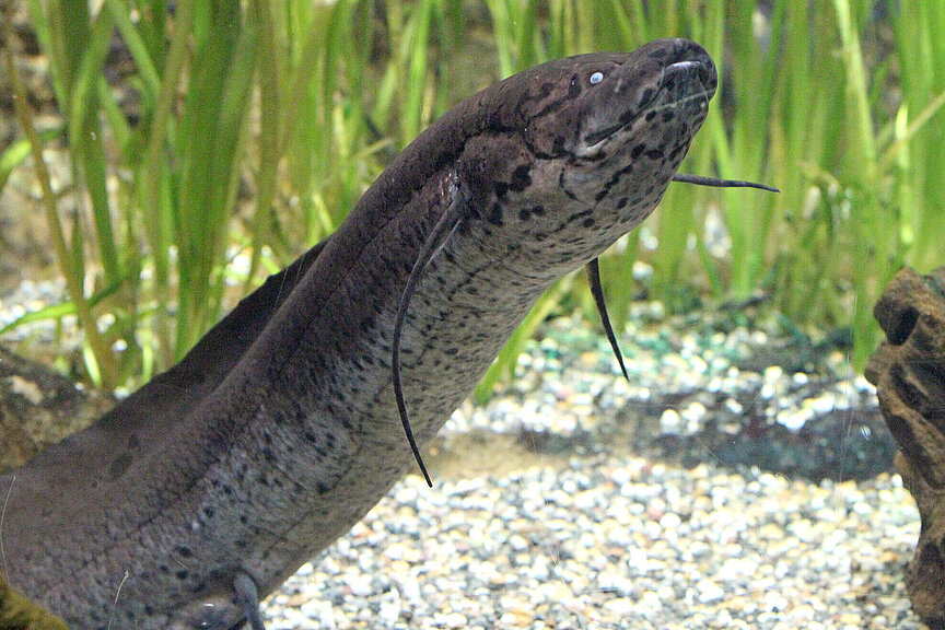 West African lungfish 