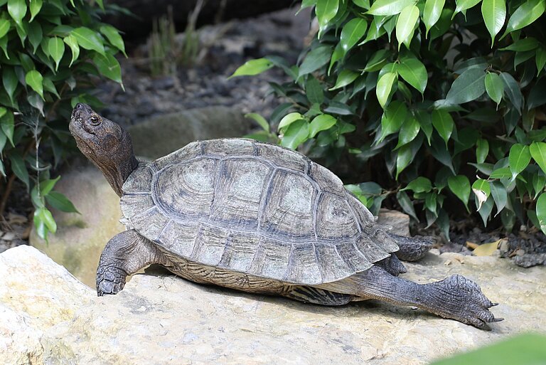 Riesenerdschildkröte-1 Riesenerdschildkröte im Terrarium