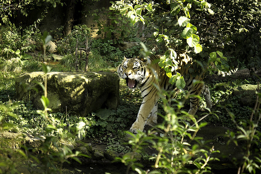 Amurtiger in der Tiger-Taiga