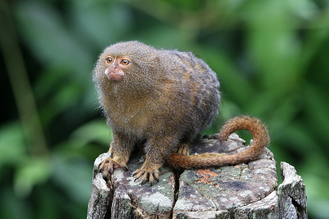 Small monkey. Pygmy Marmoset. Арктические обезьяны. Dwarf Marmoset. Pygmy Marmoset Baby.