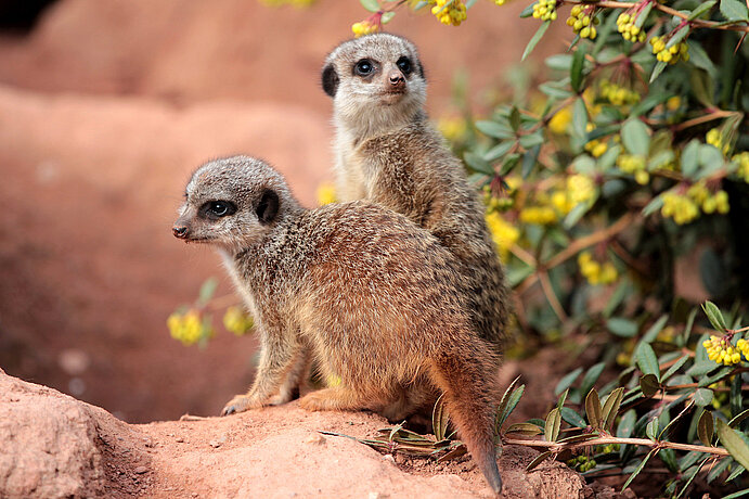 two young Slender tailed meerkat 