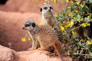 two young Slender tailed meerkat 