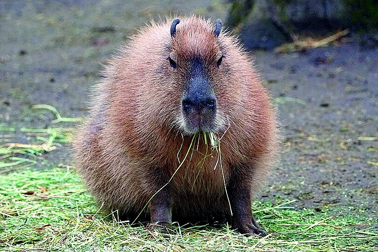 Capybara fressend auf mit Gras bedecktem Untergrund