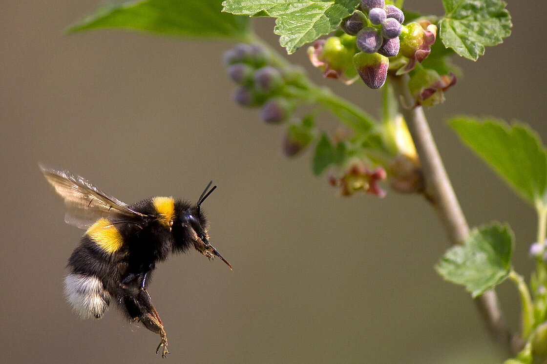 Entdeckertage Bienen Kleine Insekten Mit Enormer Bedeutung Zoo Leipzig