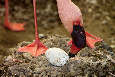 Zwergflamingo mit einem Ei in seinem Nest