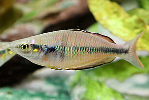Klasio-Regenbogenfisch im Aquarium