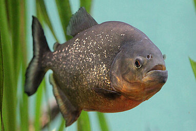 Red-bellied piranha 