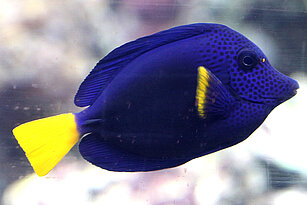Blauer Segelflosser im Aquarium