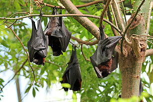 Small flying foxes 