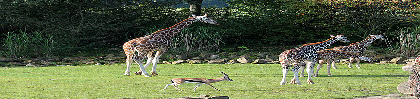 Baringo giraffe walking over the kiwara savannah