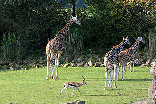 Baringo giraffe walking over the kiwara savannah