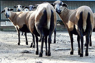 Cameroon sheep 