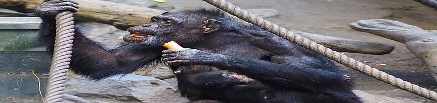 Schimpansenjungtier bei Mutter Corry im Arm