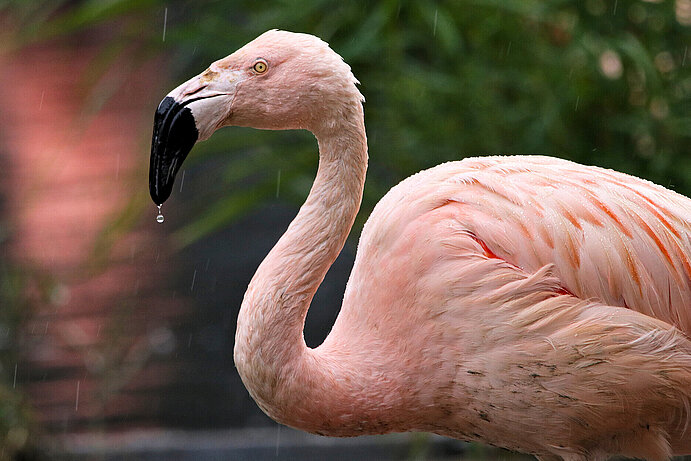 Chilean flamingo 