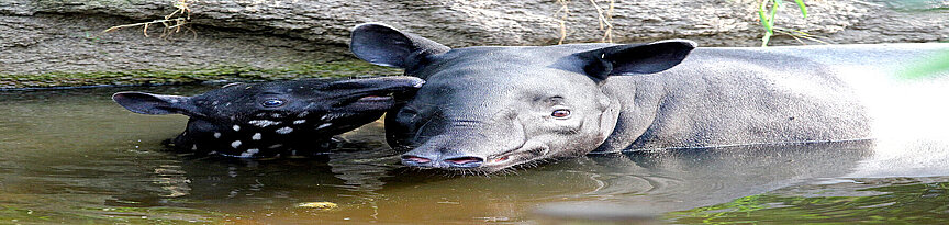Malayan tapir and her baby taking a bath
