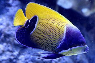 Traum-Kaiserfisch im Aquarium