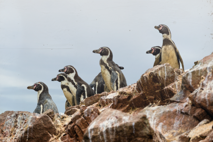 A group of Humboldt penguins stands on rocky cliffs along the coast of Chile. The penguins are gathered closely together, with the ocean and cloudy sky visible in the background.