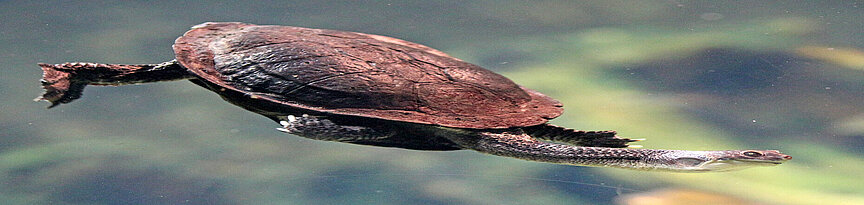Glattrücken-Schlangenhalsschildkröte schwimmend von der Seite