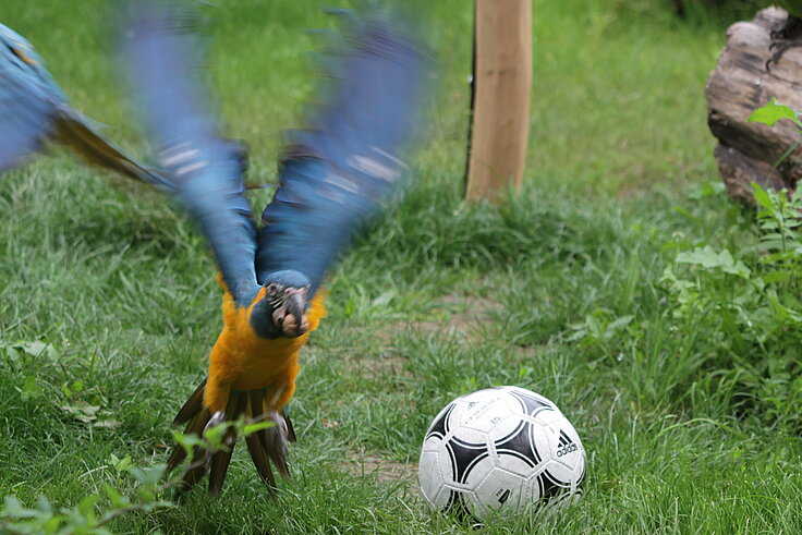 Ara im Anflug auf den Ball