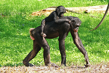 Bonobo läuft mit Jungtier auf dem Rücken