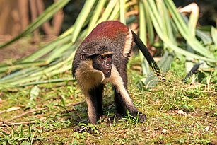 Diana monkey 