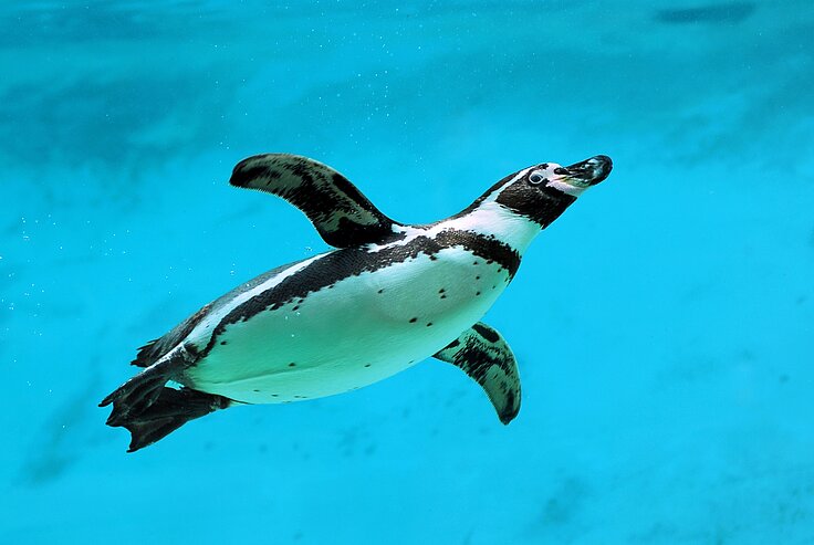Humboldtpinguin Humboldtpinguin