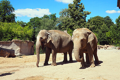 Zwei Elefantenkühe auf der Freianlage.