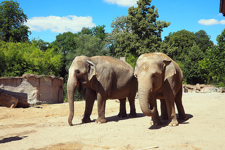 Zwei Elefantenkühe auf der Freianlage.
